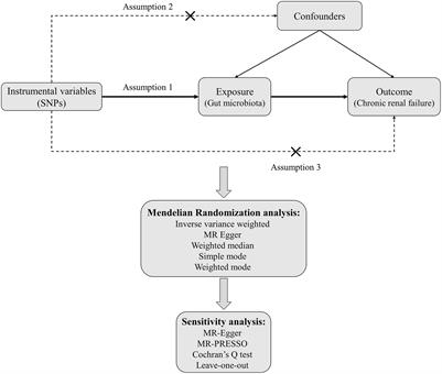 Causal relationship between gut microbiota and chronic renal failure: a two-sample Mendelian randomization study